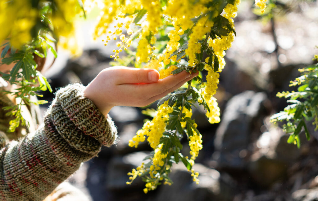 Lady touching a natural Australian wattle tree branch